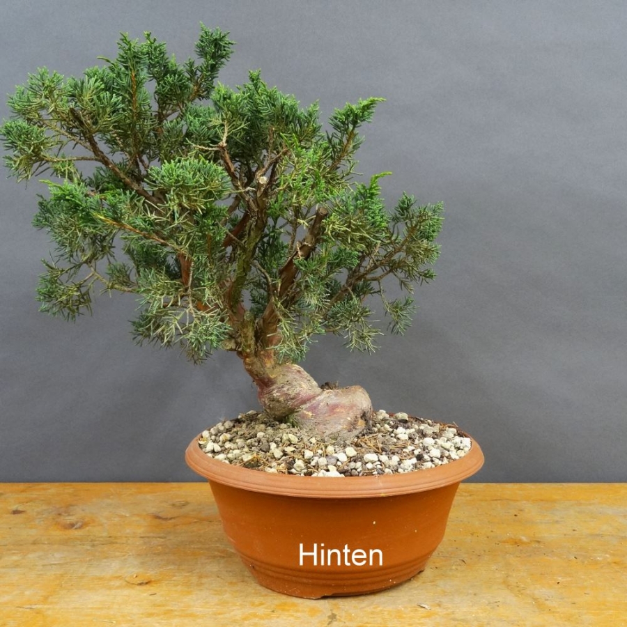 Juniperus chinensis 'Blaauw'